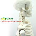 SKELETON06 (12366) Medical Science Classic Medical Anatomy Standard 85cm Humans Skeleton Model Manikin